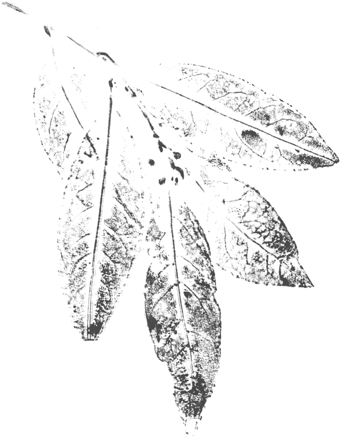 Leaf Left