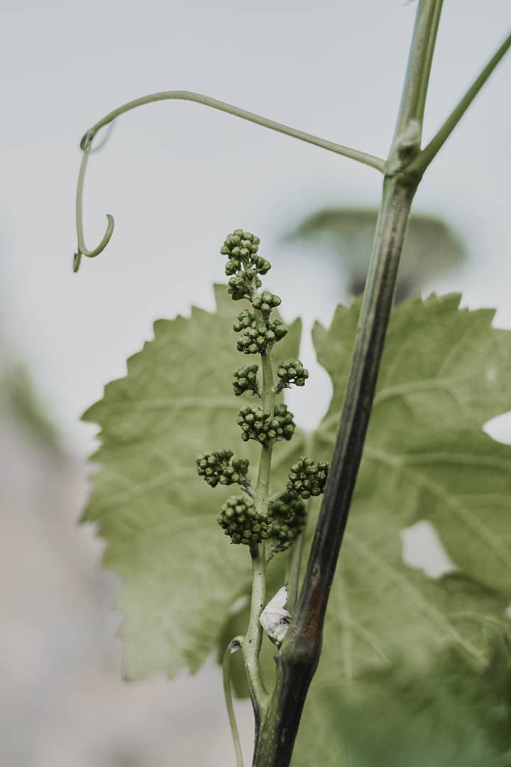 Berliquet vines