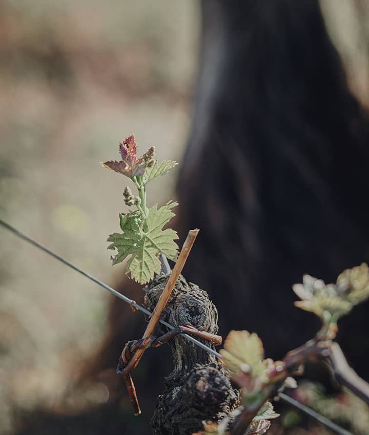 Berliquet the vines