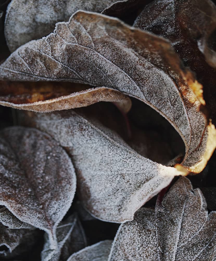 fronzen leaves