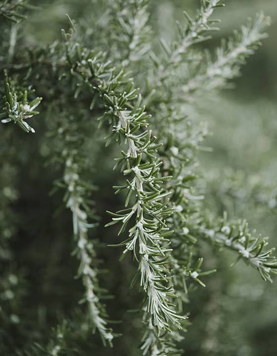 vegetation