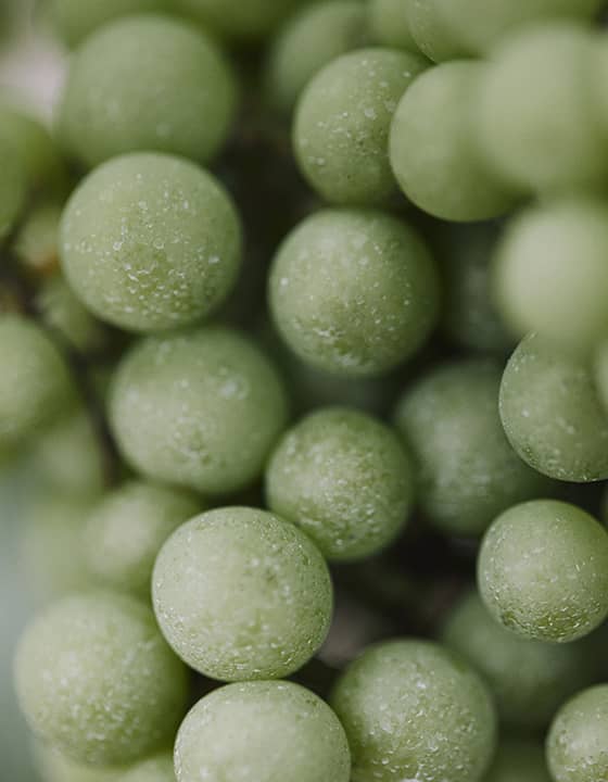 Berliquet millesime 2021 grape