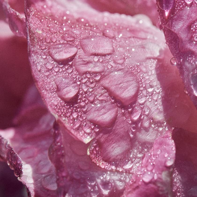 roses petals
