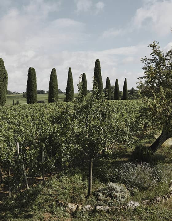 berliquet vines