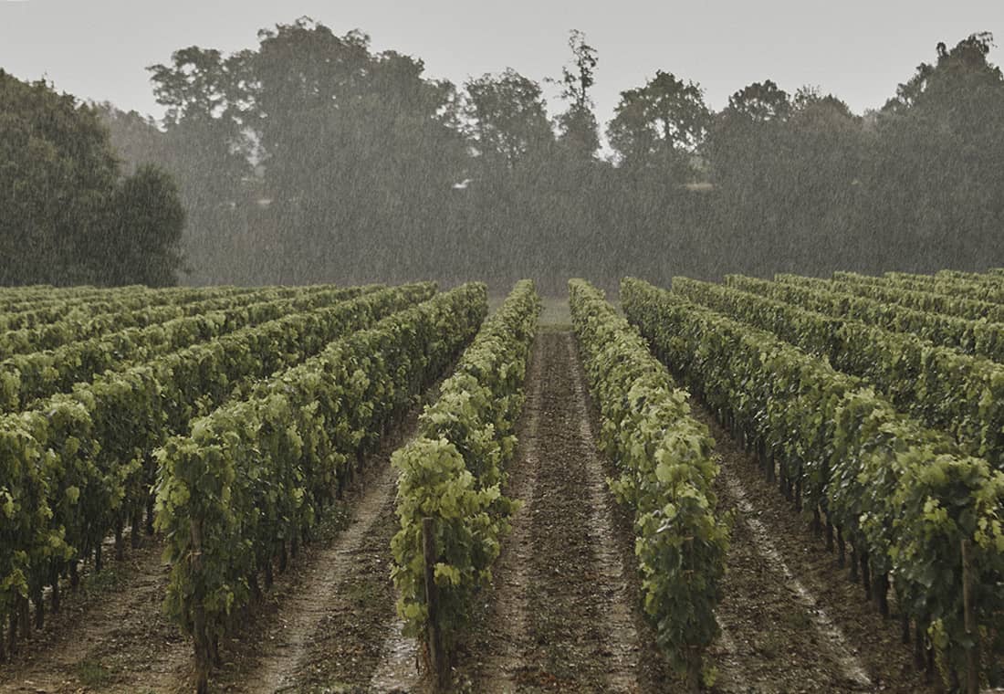 Berliquet vines
