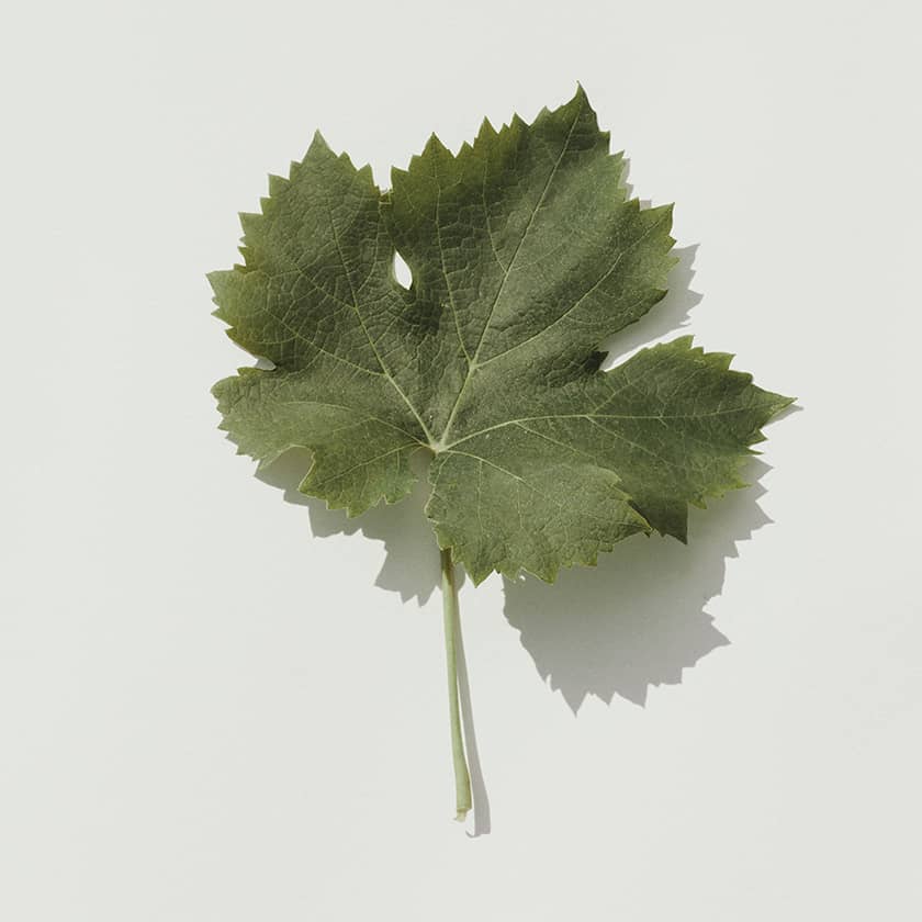 Berliquet feuille de vigne