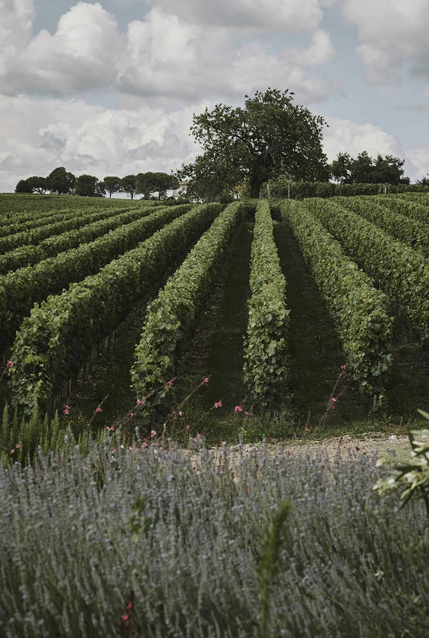 Berliquet vines
