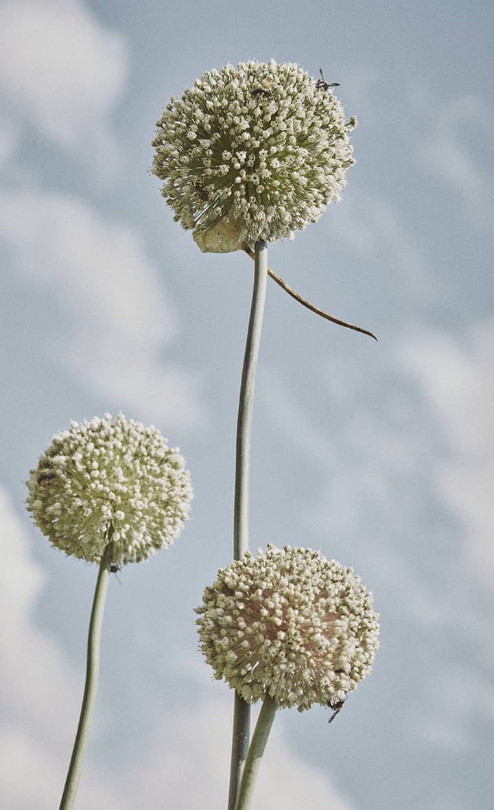 flore