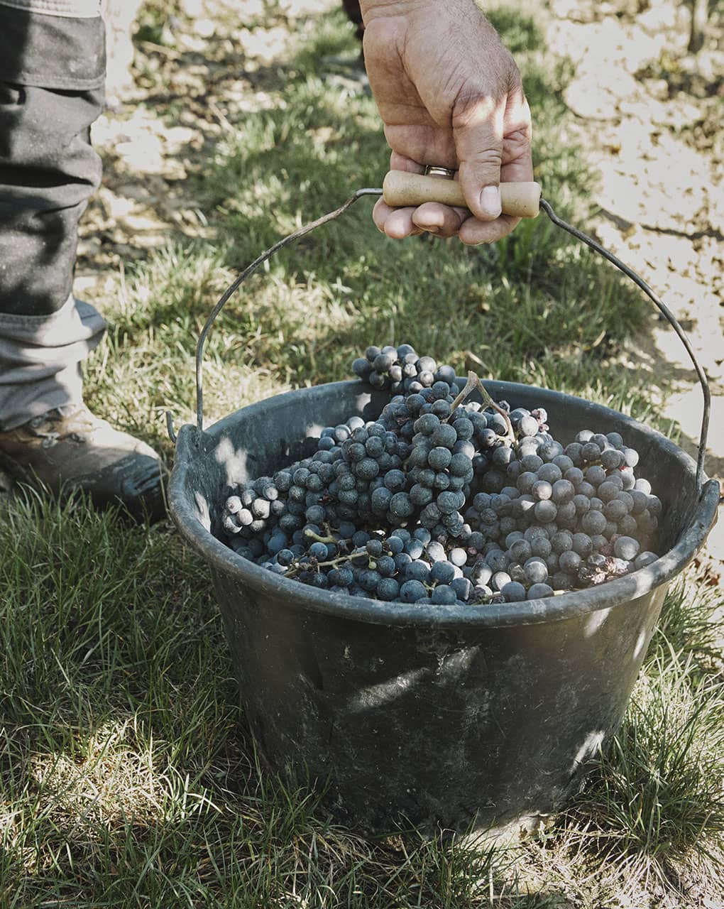 bunch of grape