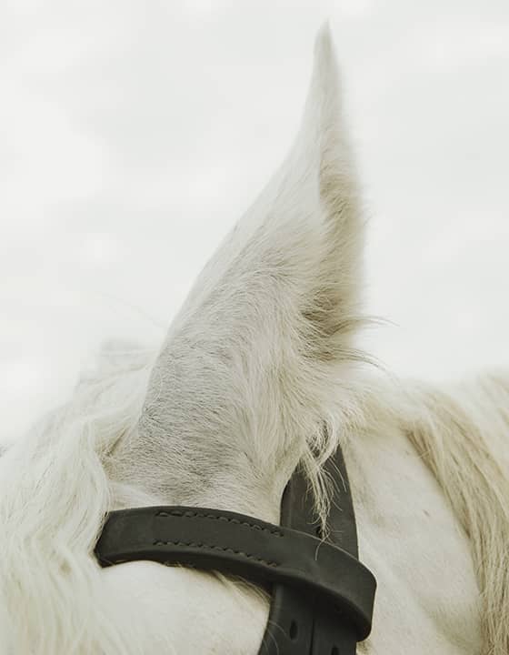 Berliquet horses