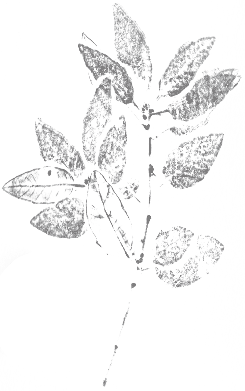winter branch